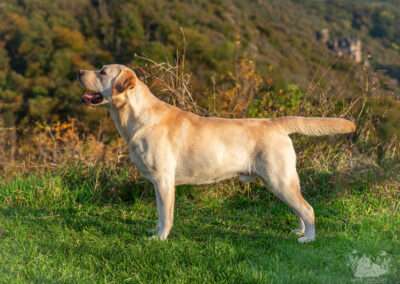 Int. CH Rusmairas Felix / Gemmed with Stars Labrador Retriever