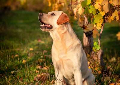 Int. CH Rusmairas Felix / Gemmed with Stars Labrador Retriever