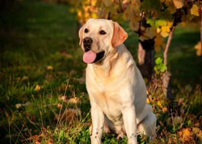 Int. CH Rusmairas Felix / Gemmed with Stars Labrador Retriever