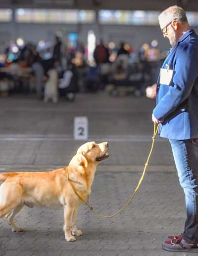 Neuigkeiten 2025 - 29. Int. Rassehunde-Ausstellung Kassel / Lab Lodur’s Wallander Excellent 1, Best Male, BOS, Club-CAC DRC, FCI-CACIB. So kann das neue Show Jahr doch anfangen. Jamie musste sich zuerst ein wenig eingrooven, dann wollte er es aber wissen.